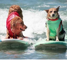 Annual Surf Dog Surf-A-Thon Celebrates America’s Heroes