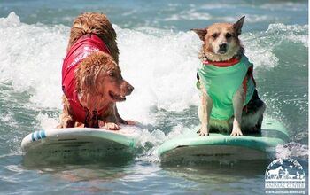 Annual Surf Dog Surf-A-Thon Celebrates America’s Heroes