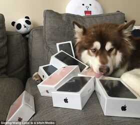 bizarre news world 8217 s richest dog has 8 iphones 7s