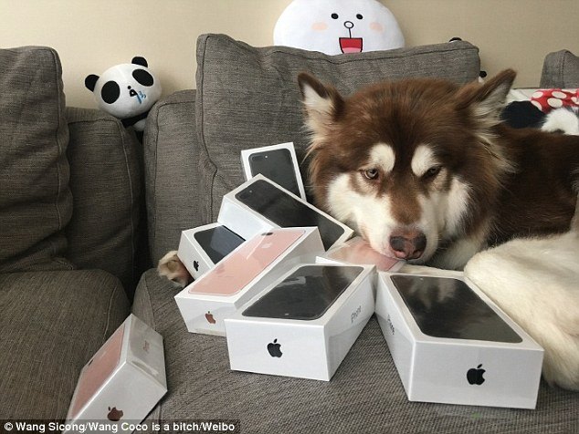 bizarre news worlds richest dog has 8 iphones 7s