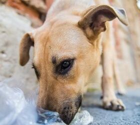 No Strays In The Netherlands How Do They Do It? PetGuide