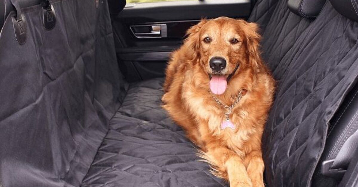 6 Easy Ways To Pet Proof Your Car | PetGuide
