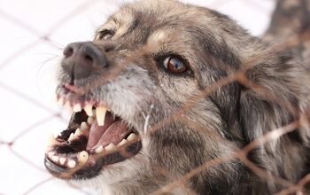 New Legislation May Create “Dog Offenders” List