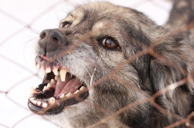new legislation may create dog offenders list