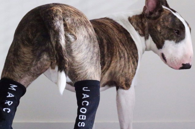 marc jacobs dog debuts power pooch picturebook