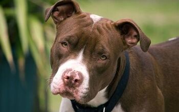 Montreal SPCA Won’t Let Pitbulls Be Put Down Without A Fight