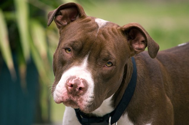 montreal spca wont let pitbulls be put down without a fight