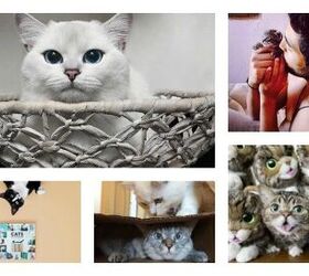 5 Instagram Accounts Cat Lovers Should Follow