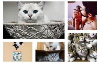 5 Instagram Accounts Cat Lovers Should Follow