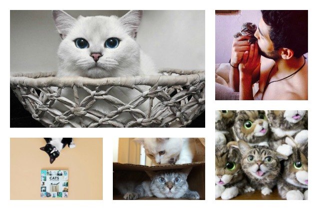 5 instagram accounts cat lovers should follow