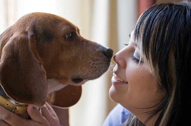 study being mans best friend may be written in dogs genes