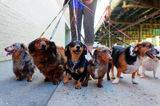 science finally discovers 8216 who let the dogs out to walk 8217