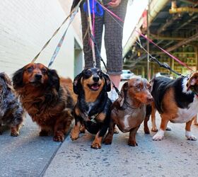 science finally discovers who let the dogs out to walk