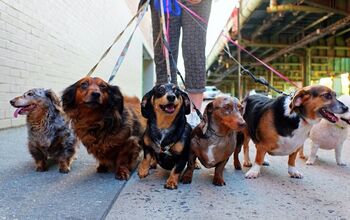 Science Finally Discovers ‘Who Let the Dogs Out (To Walk)’