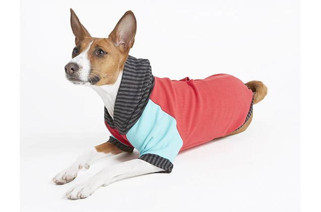 fashionable fall picks for fabulous pooches