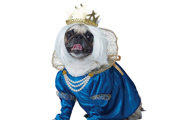 best costumes your dog wishes you never found