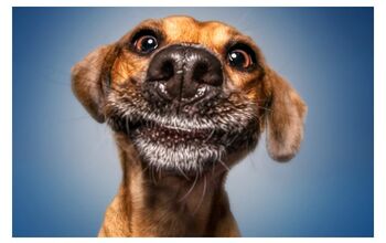 Stunning Photos Captures Dogs’ Pre-Catch Treat Face