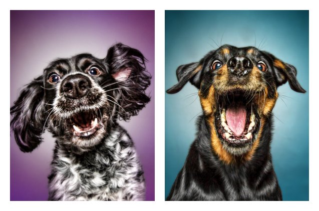 stunning photos captures dogs pre catch treat face