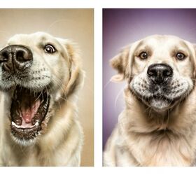 Stunning Photos Captures Dogs’ Pre-Catch Treat Face | PetGuide