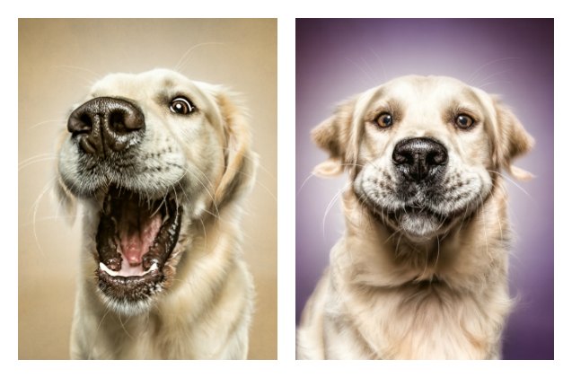 stunning photos captures dogs pre catch treat face