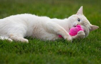 Best Crazy Catnip Toys for Cats