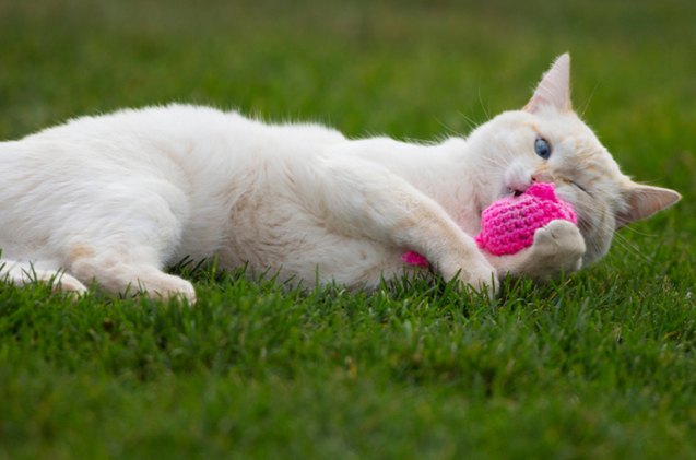 best crazy catnip toys for cats