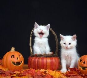 Top 12 Cat Halloween Costumes to Hiss At