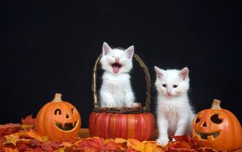 Top 12 Cat Halloween Costumes to Hiss At