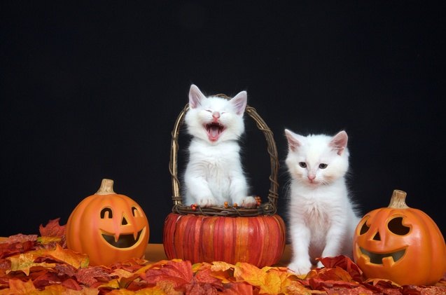 top 12 cat halloween costumes to hiss at