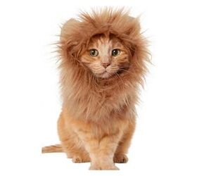 Cat Cap,Lion Mane for Cats,Dress Your Cat As A Lion.3 Different Sizes. 