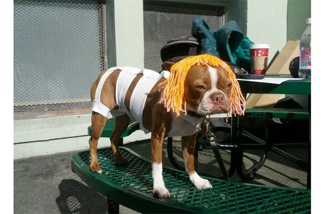 12 pets who can 8217 t even this halloween