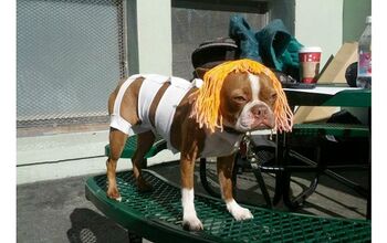 12 Pets Who Can’t Even This Halloween
