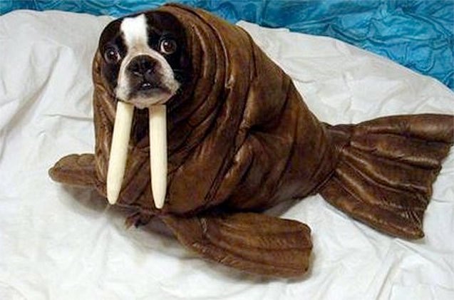 12 pets who cant even this halloween