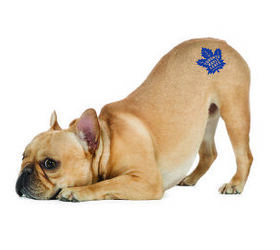 dog car ramp petsmart