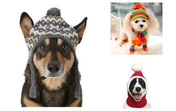 Top 10 Totally Terrific Toques For Dogs