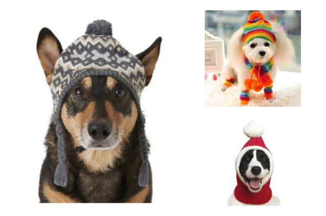 top 10 totally terrific toques for dogs