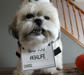 oscar 8217 s bad to the bone this halloween