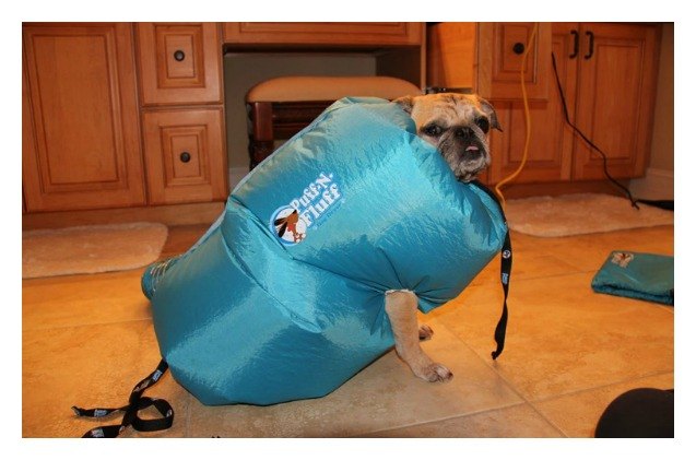 doggy 8216 dos puffed and fluffed with this wearable dog dryer