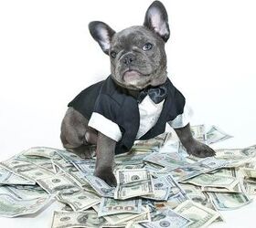 dog tuxedo doesnt add up on government expenses
