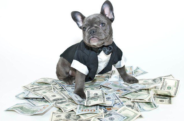 dog tuxedo doesnt add up on government expenses