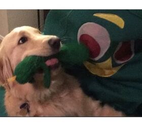 Life-Sized Gumby is the Best Doggy Chew Toy Ever [Video]