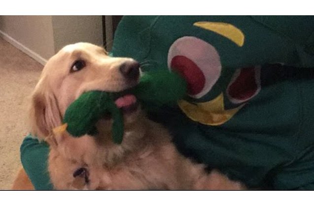 life sized gumby is the best doggy chew toy ever video