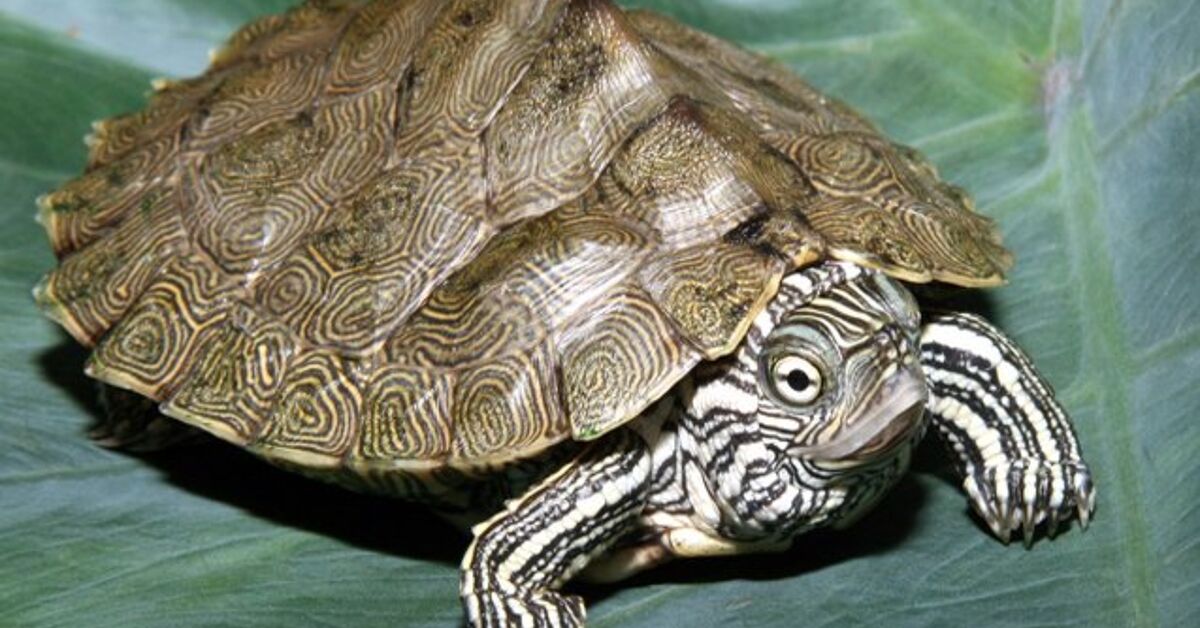 Cagle's Map Turtle Information and Pictures - PetGuide  PetGuide