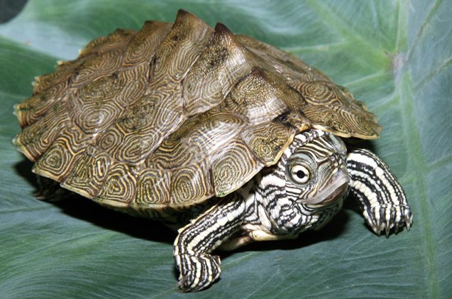 cagle 8217 s map turtle