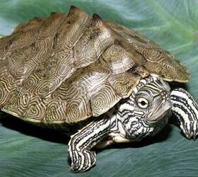 Cagle’s Map Turtle