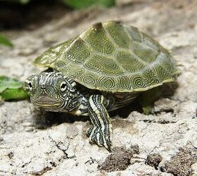 Cagle's Map Turtle Information and Pictures - PetGuide | PetGuide