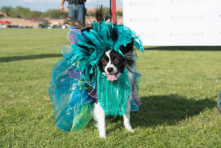 canine couture hits catwalk at bentley 8217 s scottsdale polo championships