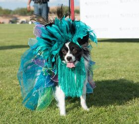 canine couture hits catwalk at bentleys scottsdale polo championshi