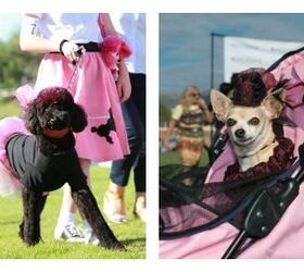 canine couture hits catwalk at bentleys scottsdale polo championshi
