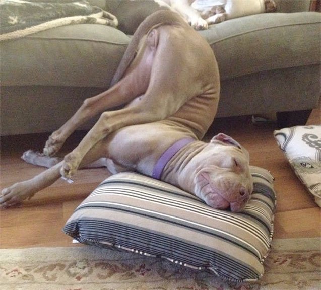 12 pooped pooches that really needed a nap
